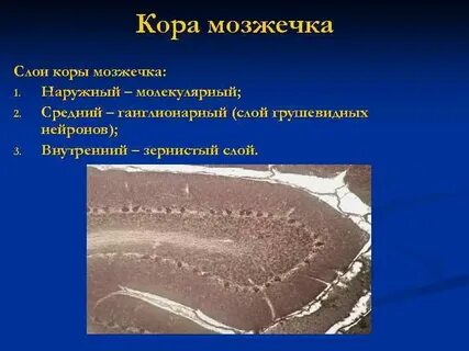 Самый внутренний слой коры