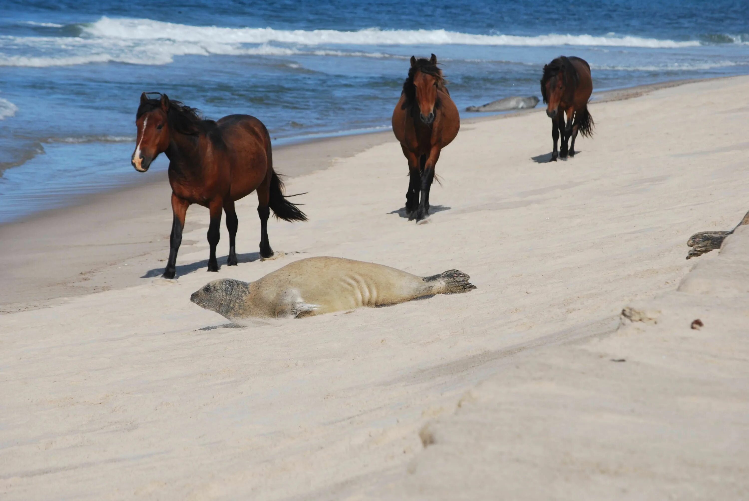 Wild horse islands the hunt. Дикие лошади острова Сейбл. Остров Сейбл Канада. Остров Сейбл лошади. Остров Сейбл Канада лошади.