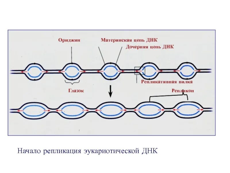 Репликон репликация. Ориджин репликации e. Ориджин репликации эукариот. Репликативный глазок. Потом информации в клетке.