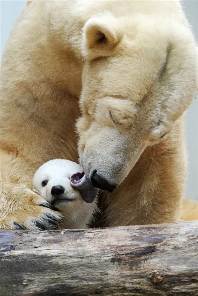 Детеныши животных. Медведи обнимаются. Медвежата обнимаются. Животные мама и детеныш. Медведь понравилось