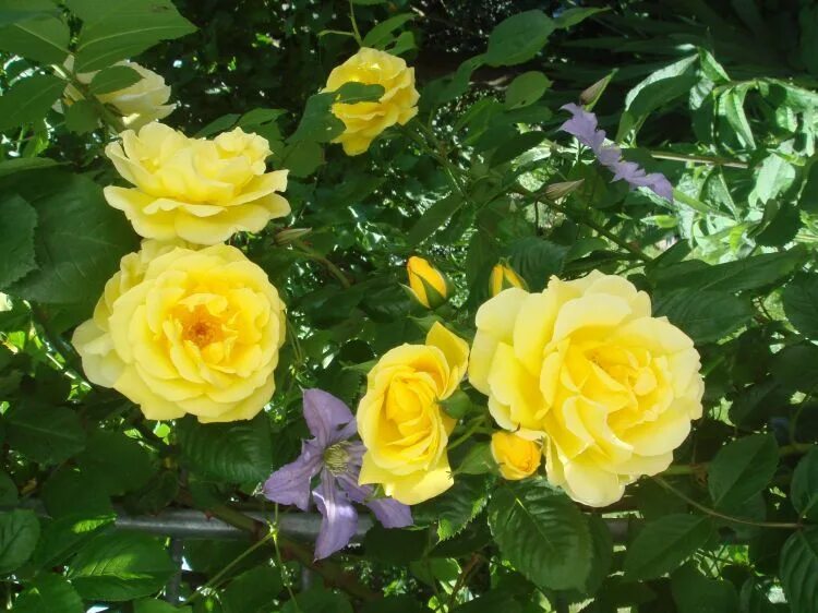 Mispend squillare amoroso golden gate rosa sbadigli sognare Nobile