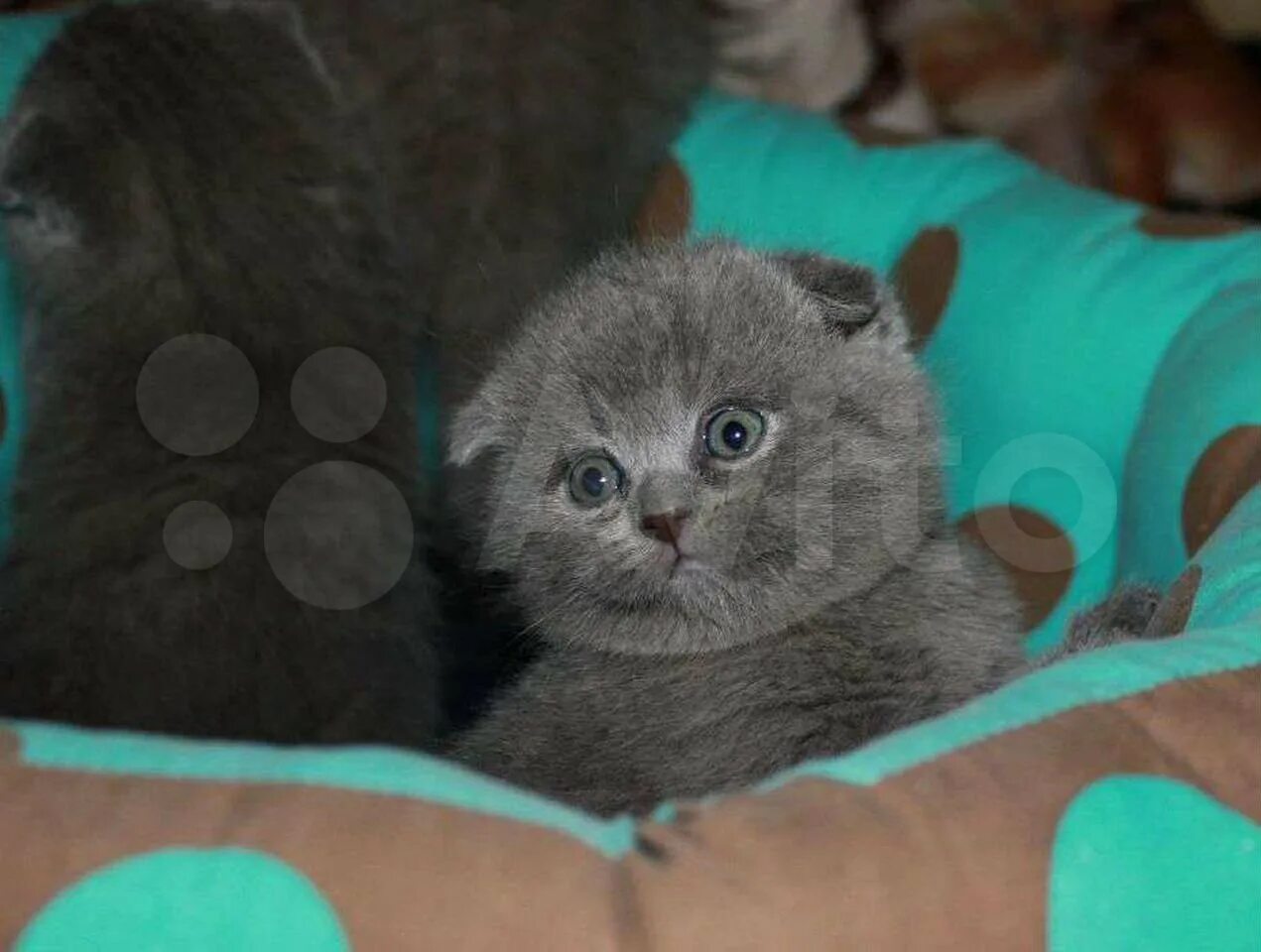 Британские котята вислоухие голубые. Шотландский скоттиш фолд голубой. Голубые вислоухие котята. Шотландские котята голубые. Голубой британец кот вислоухий.