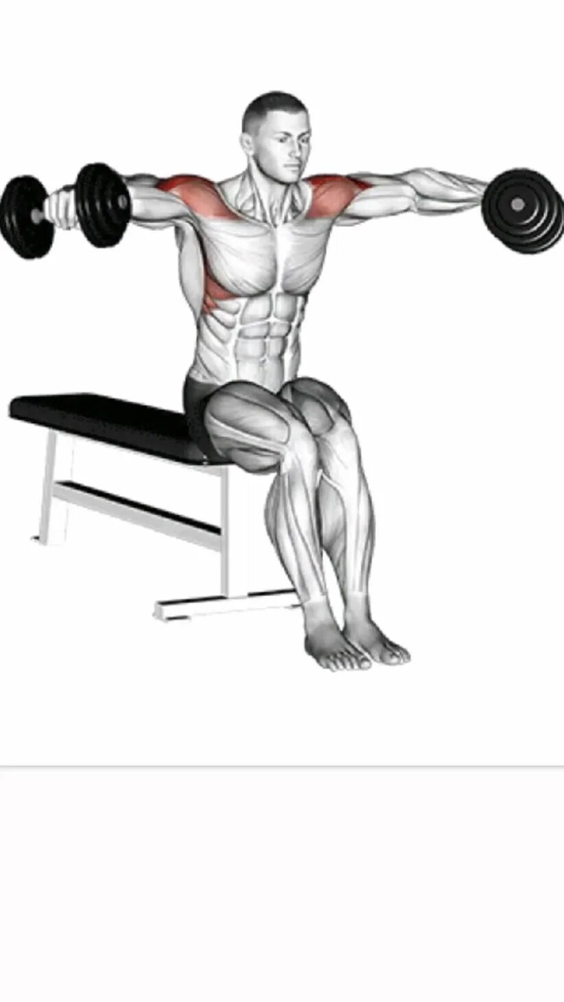 Seated Dumbbell lateral raise. Seated Rear delt Dumbbell Fly. Махи гантелями в стороны сидя. Махи в стороны мышцы. Разведение рук с гантелями в стороны