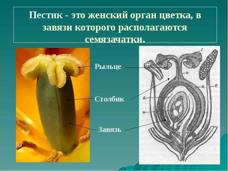 Строение тюльпана биология 6 класс. Строение цветка яблони биология 6 класс. Женский орган цветка 6. Строение пестика цветка. Цветок пестик и тычинка схема.