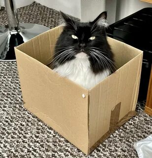 Кот в которой коробке