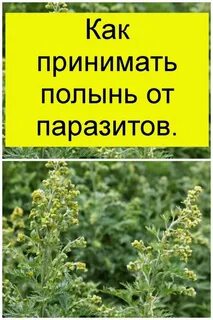Полынь пил