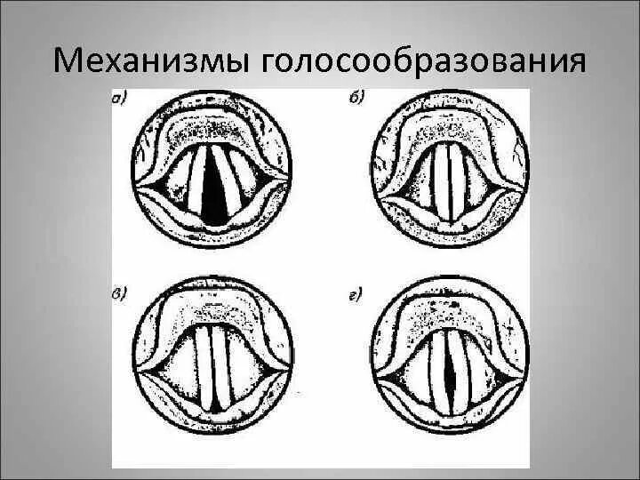 Механизм голосообразования схема. Механизм голосообразования анатомия. Механизм голосообразования фальцета. Механизм голосообразования кратко анатомия. При разговоре шепотом голосовые связки