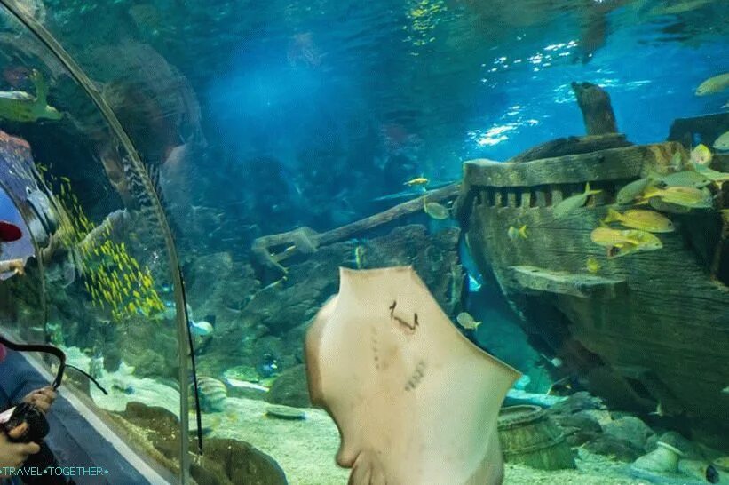 Курортный городок адлер океанариум. Океанариум сочи адлер. Океанариум дискавери сочи. Океанариум адлер дискавери ворлд. Аквапарк океанариум адлер.