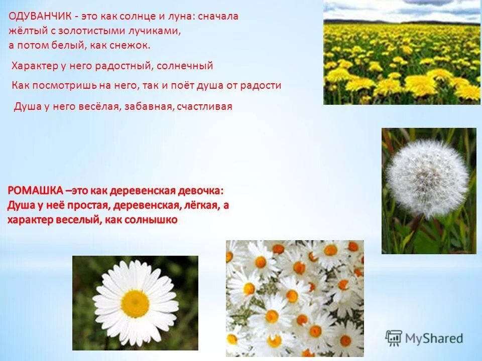 с чем можно сравнить солнце. сообщение о ромашке и одуванчике. солнечные волокна. масса солнца. с чем можно сравнить солнце.