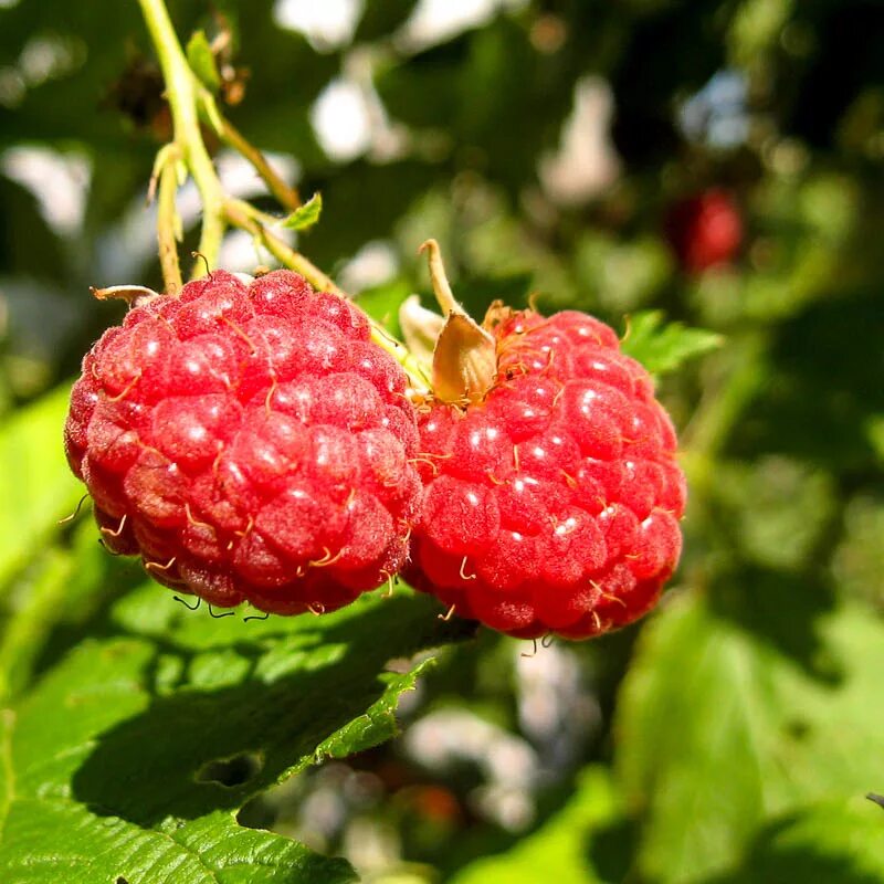 малина красная обыкновенная. малина rubus idaeus. баринов малина. малина верхняя. малина верхняя.