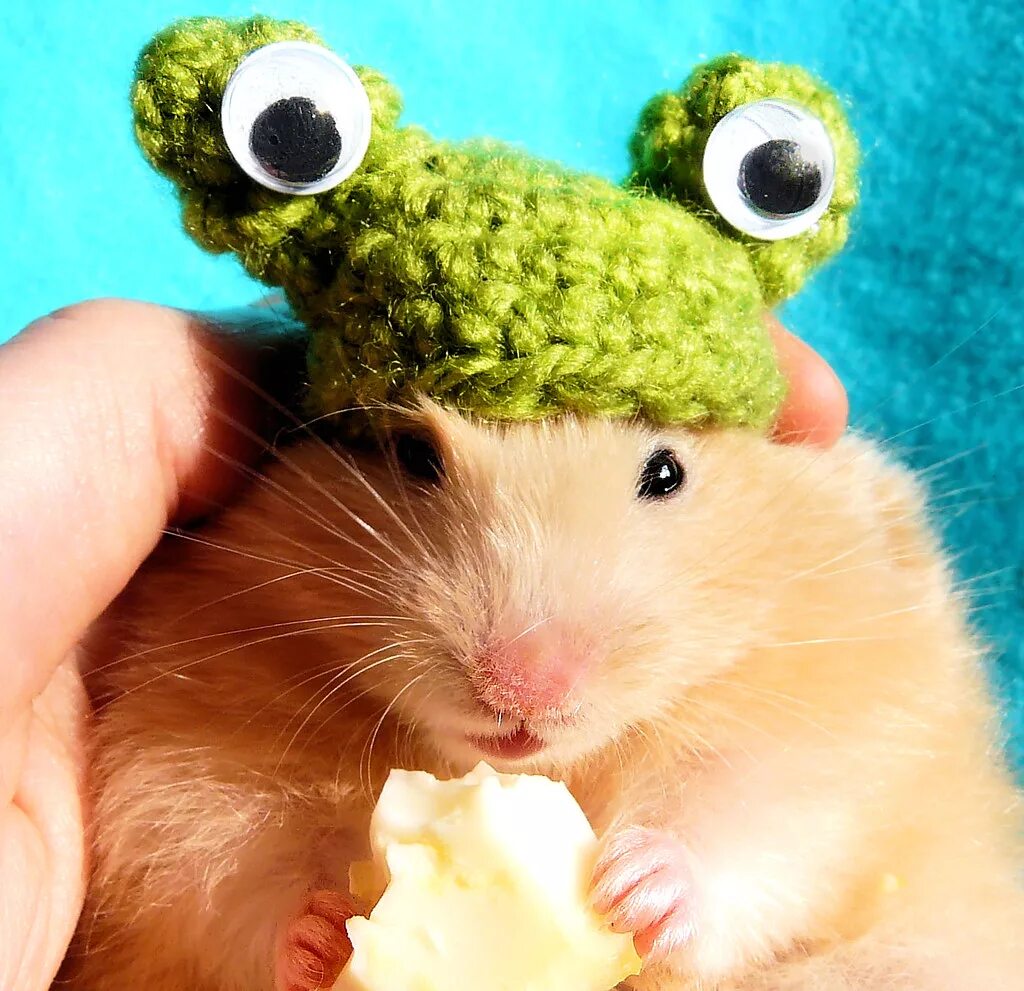 Хомячки джунгарики. Мопс пинтерест. Милые смешные авы. Кот в шапке. Классные хомяки.