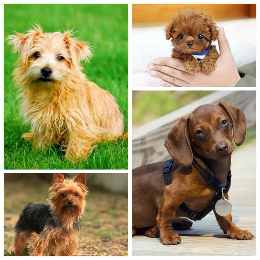 Небольшие породы собак с фотографиями. Маленькие собаки. Породы маленьких собак. Маленькие и средние собаки. Собаки небольших размеров.