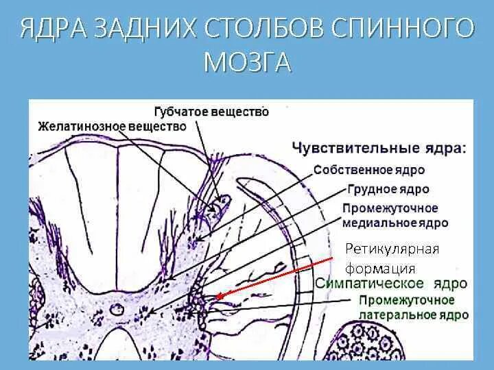 Серые столбы спинного мозга. Ретикулярная формация спинного мозга. Ретикулярная формация мозга. Ядра ретикулярной формации. Ядра ретикулярной формации спинного мозга.