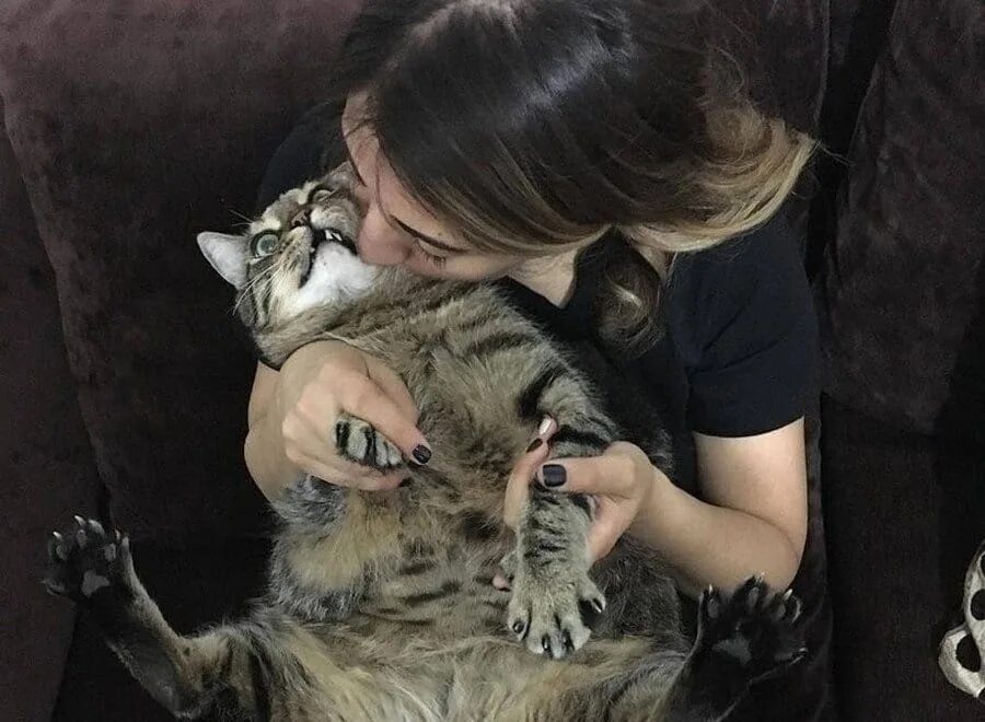 Котики и их жизнь. Котики и их жизнь
