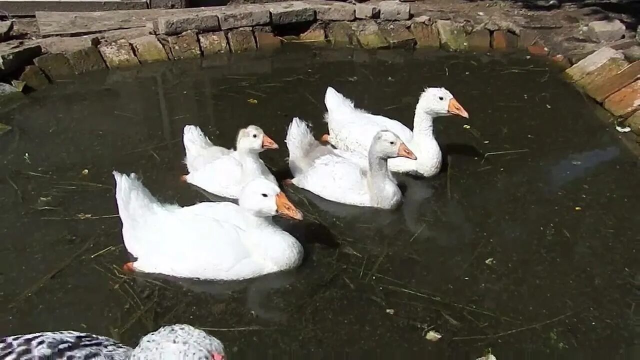 Прудик для гусей. Бассейн для уток. Пруд гусей уток. Гуси в зоопарке. Домашние утки в пруду.