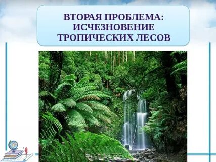 Проблема исчезающих тропических лесов