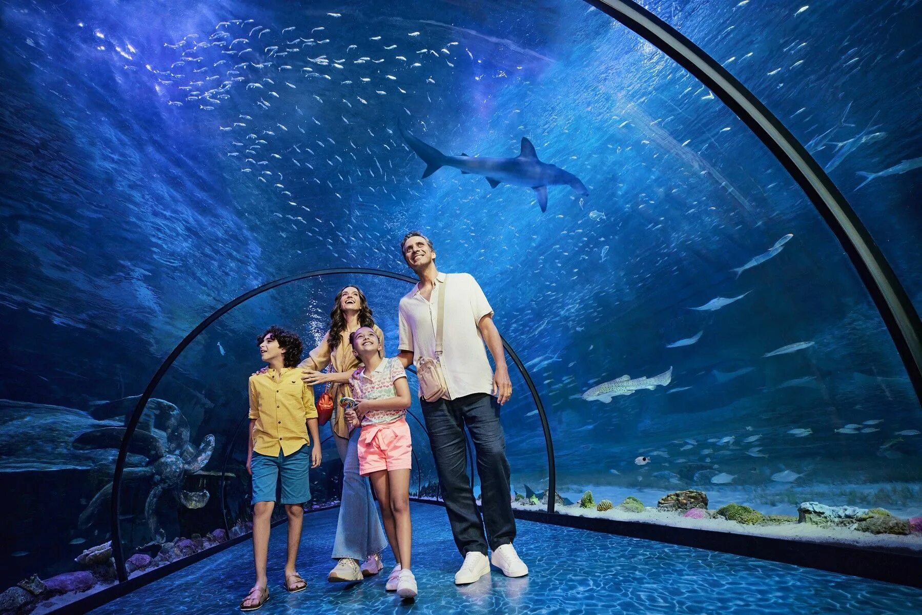 Seaworld абу даби отзывы. Sea world абу даби. национальный аквариум абу-даби. океанариум абу даби. океанариум абу океанариум в абу даби.