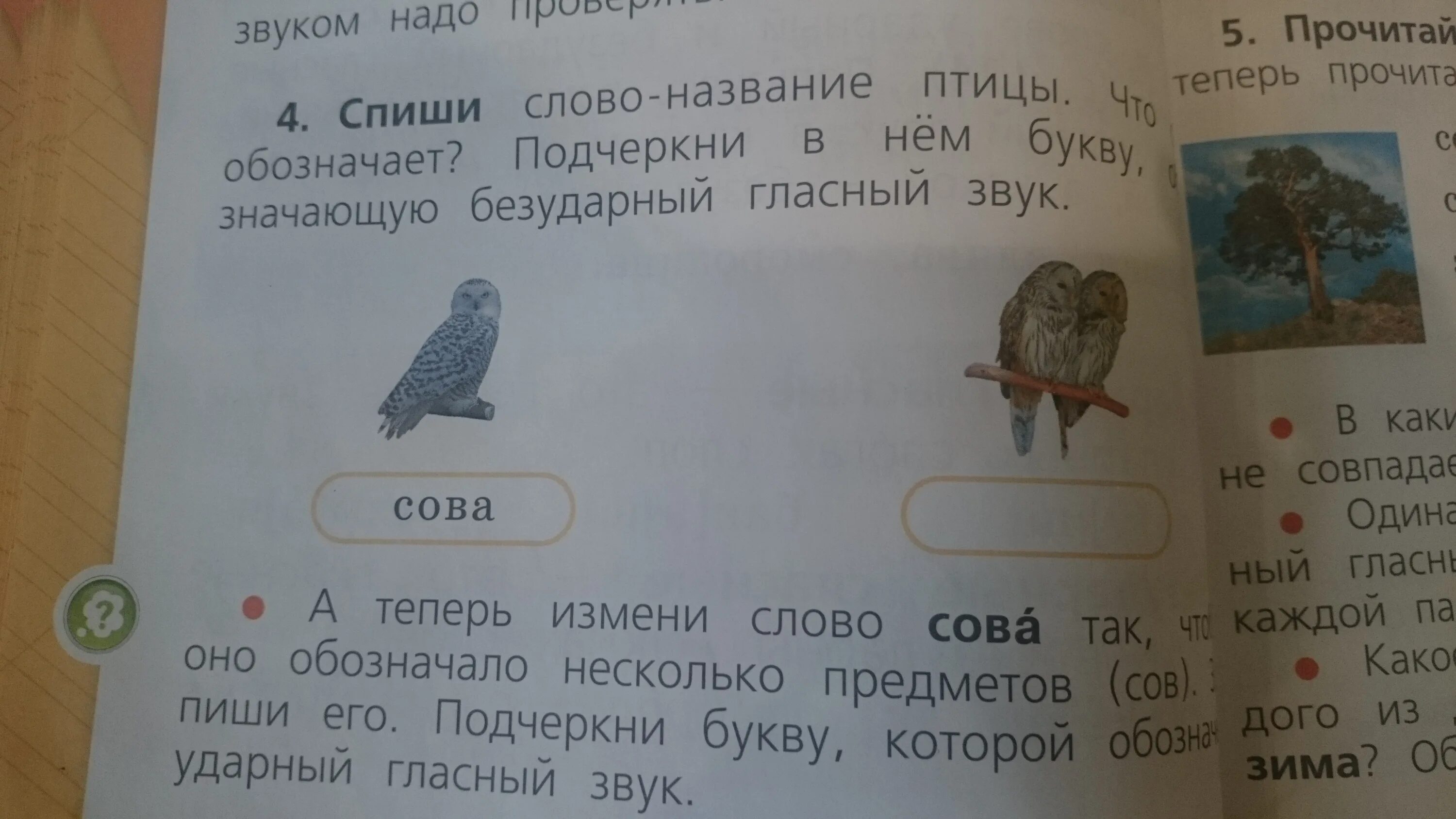 Прочитай произнеси слова укажи количество. Произнеси слова - названия птиц. Название птиц - буквы, обозначающие гласный звук.. Предложение со словом Сова. Звуки в слове Сова.