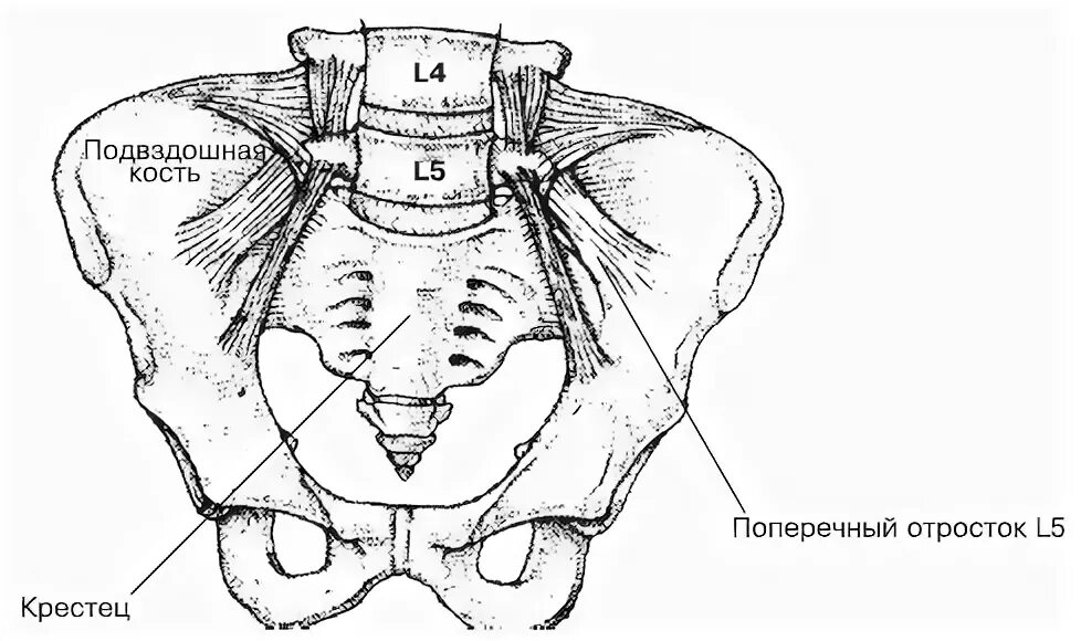 Боль в подвздошной кости. Крестец и подвздошная кость. Крылья подвздошных костей. Крыло подвздошной кости анатомия. Гребень подвздошной кости.