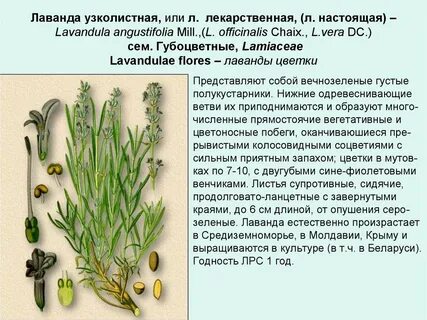 Систематика лаванды