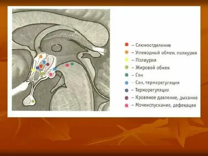 Гипоталамус собаки