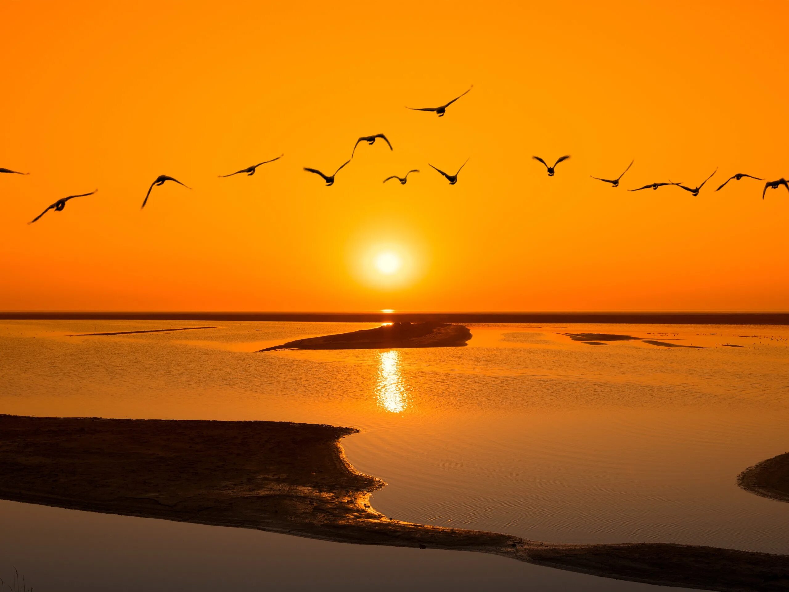 Море закат птицы. Птицы на закате. Птицы на Восходе солнца. Птички на закате.