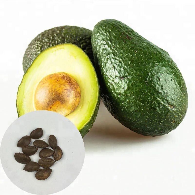 семечко авокадо. авокадо (persea). фрукты авокадо не спелых. авокадо с большой косточкой. семена авокадо.