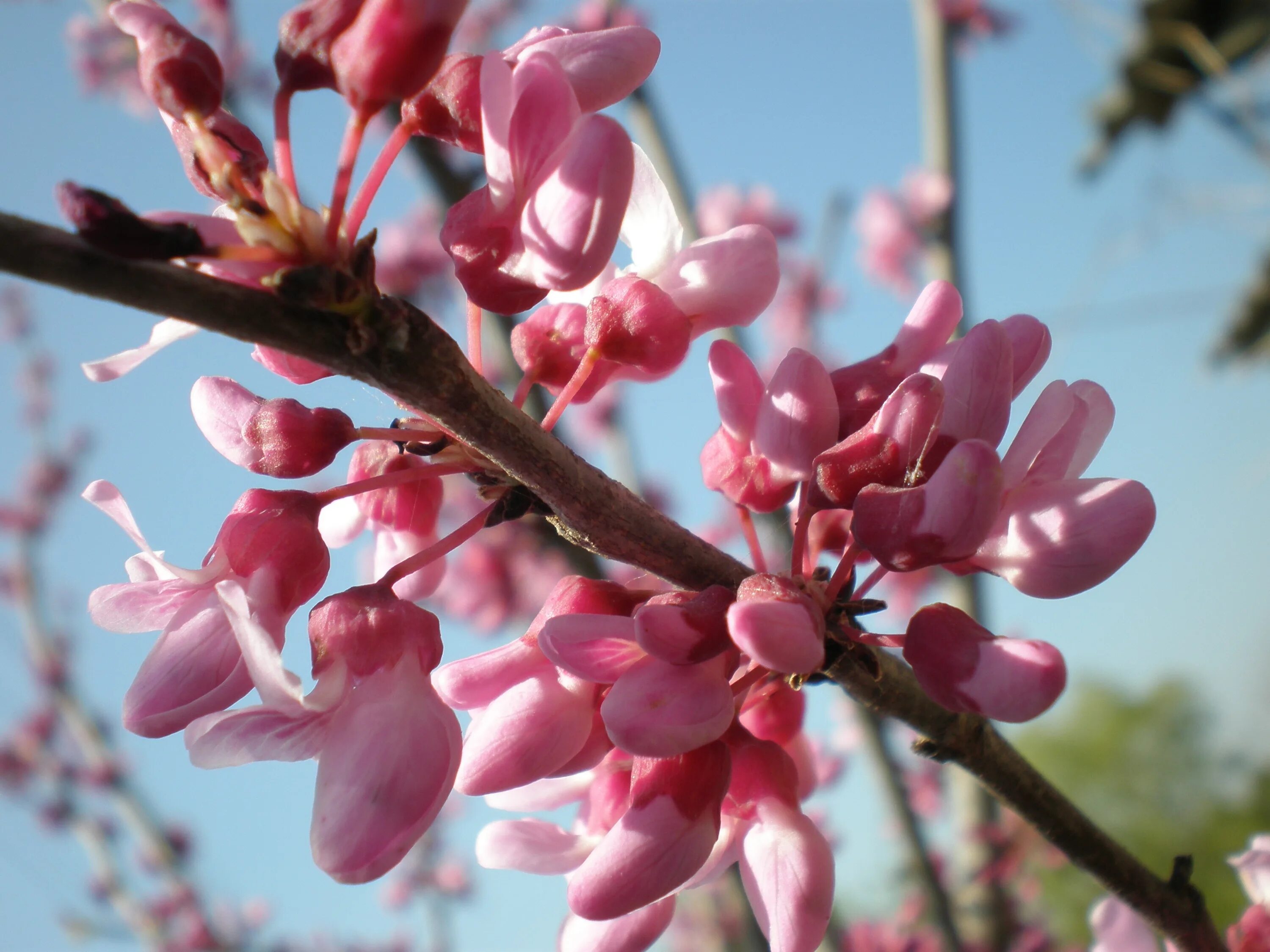 Веточка церцис. Цветение деревьев весной. Колючее дерево с розовыми цветами.