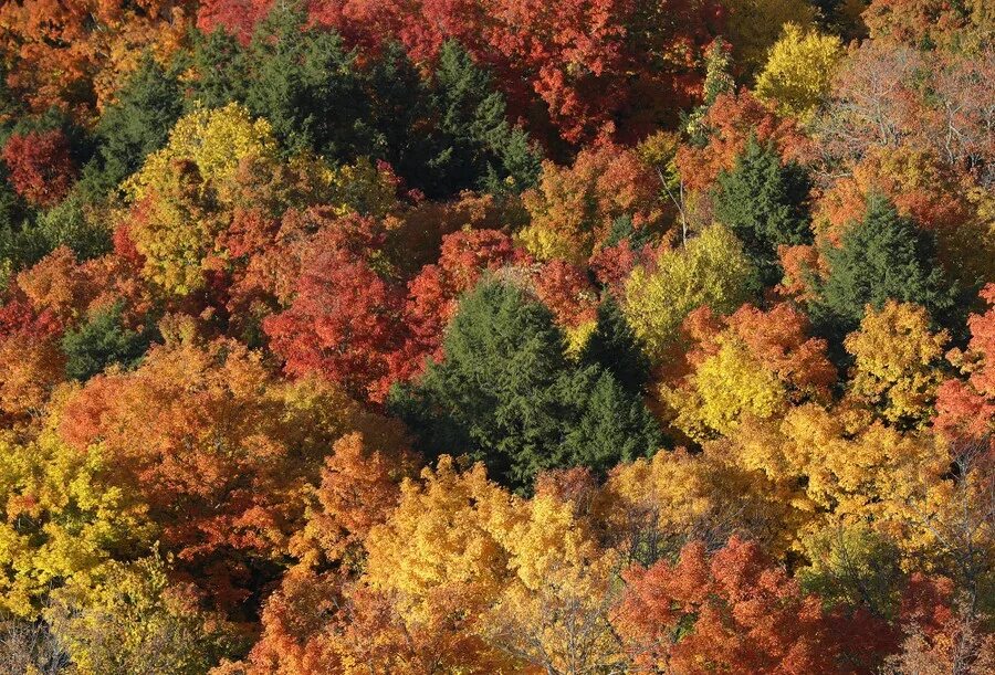 Fall in colours