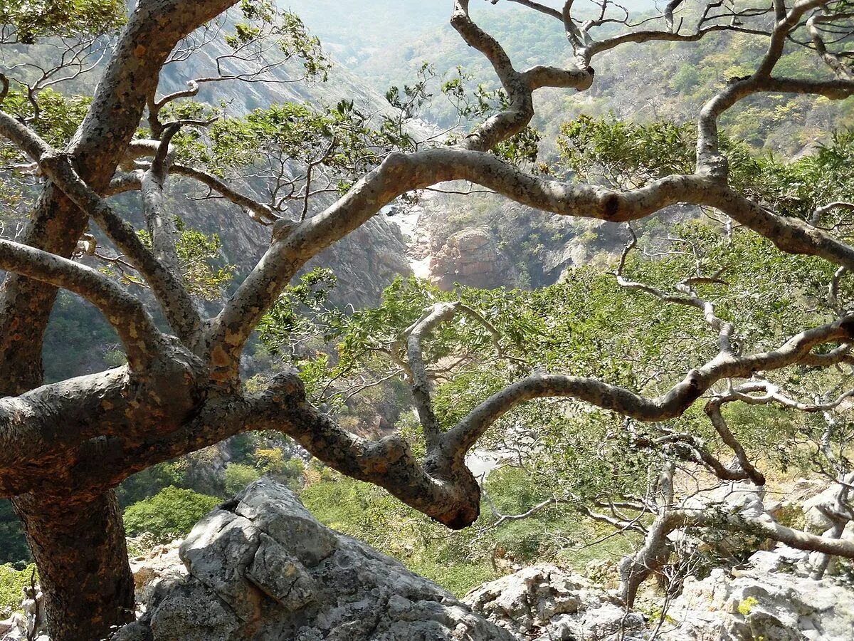 Дерево наоборот. Проспект баобабов мадагаскар. Баобаб из мадагаскара. Тоборочи бутылочное дерево. Дерево наоборот.