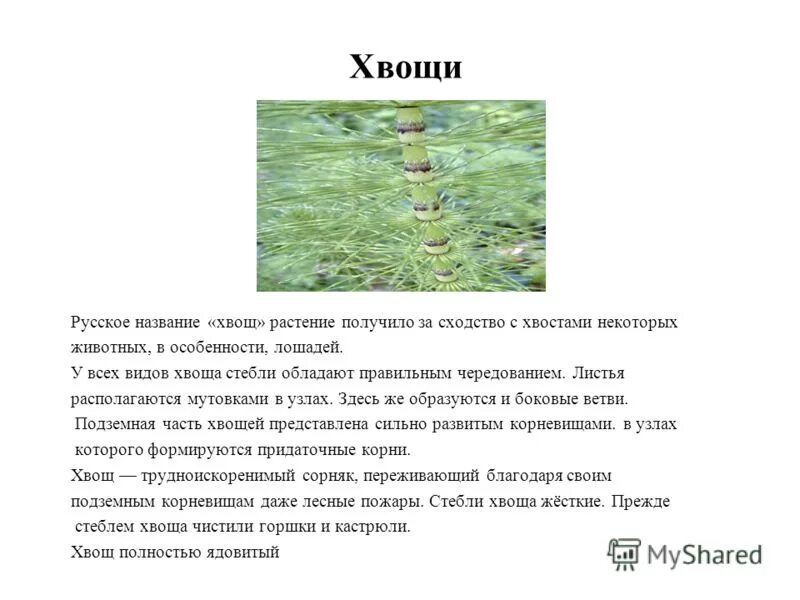 споры хвощей образуются