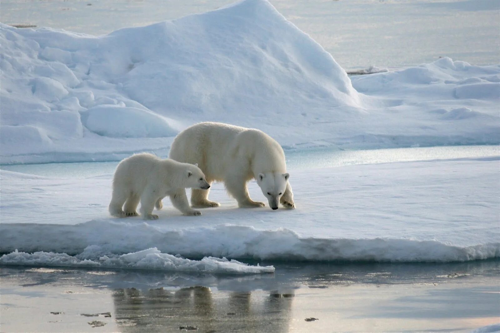 Арктическая зона северной америки. Зона арктических пустынь. Арктика зона арктических пустынь. Арктические пустыни белый медведь. Арктическая пустыня Чукотка.