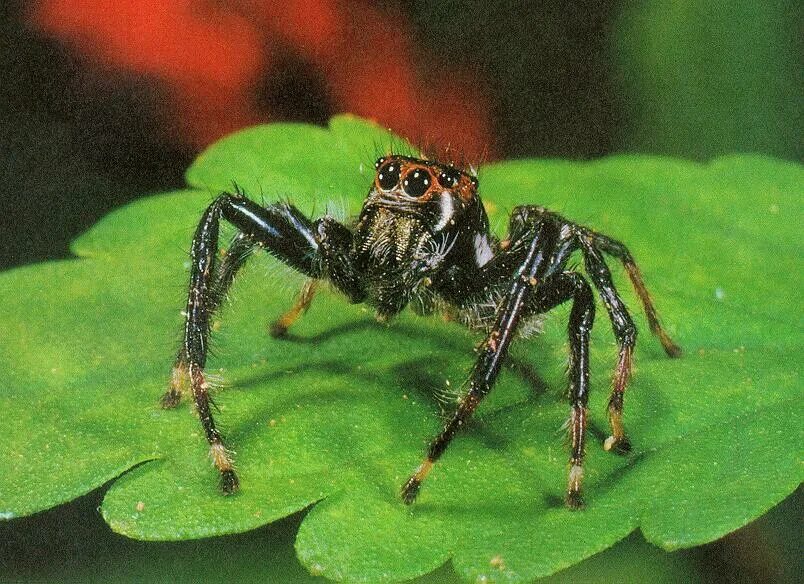 Паук-скакунчик Багира Киплинга. Паук Bagheera kiplingi. Хелицеры паука скакуна. Salticidae пауки-скакуны. Предки паукообразных