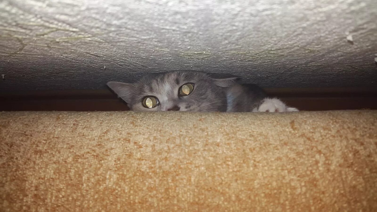 Почему кот прячется. Кошка под диваном. кот спрятался. котенок под диваном. кошка спряталась под диван.