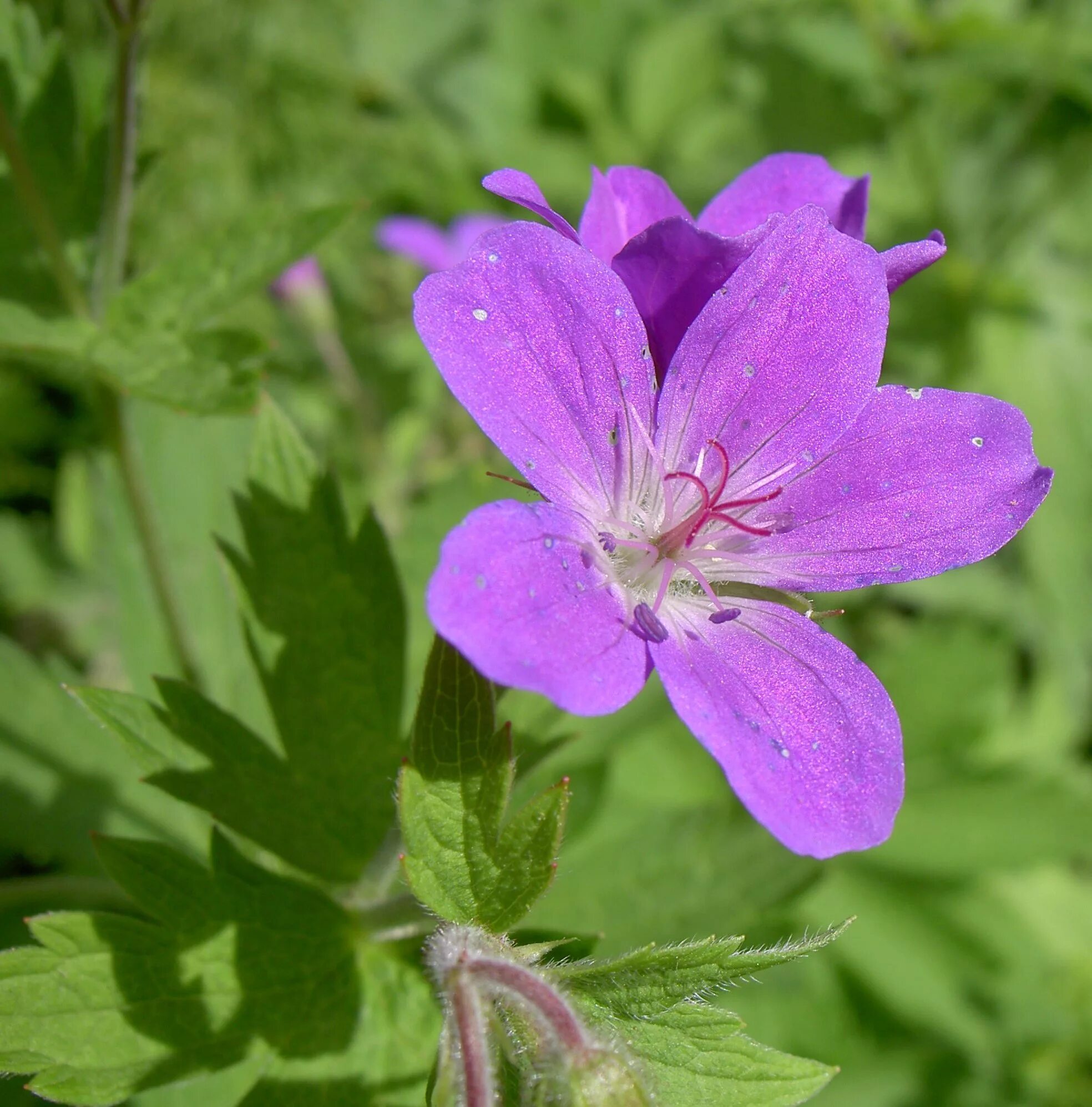 Герань 5. Geranium sylvaticum. Герань журавельник. Герань Лесная. Аистник Гераниевые.