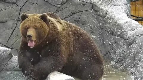 Канал медведь