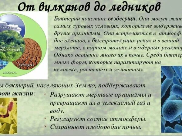 Сообщение на тему бактерии в природе. Роль бактерий в жизни людей биология 5. бактерии в природе и жизни человека 5 класс биология. полезные бактерии в природе. бактерии в жизни человека сообщение.