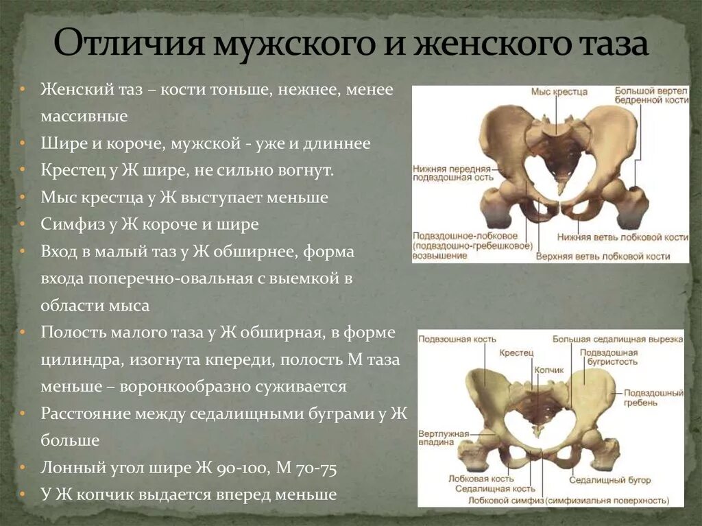 Таза фото YugNash.ru