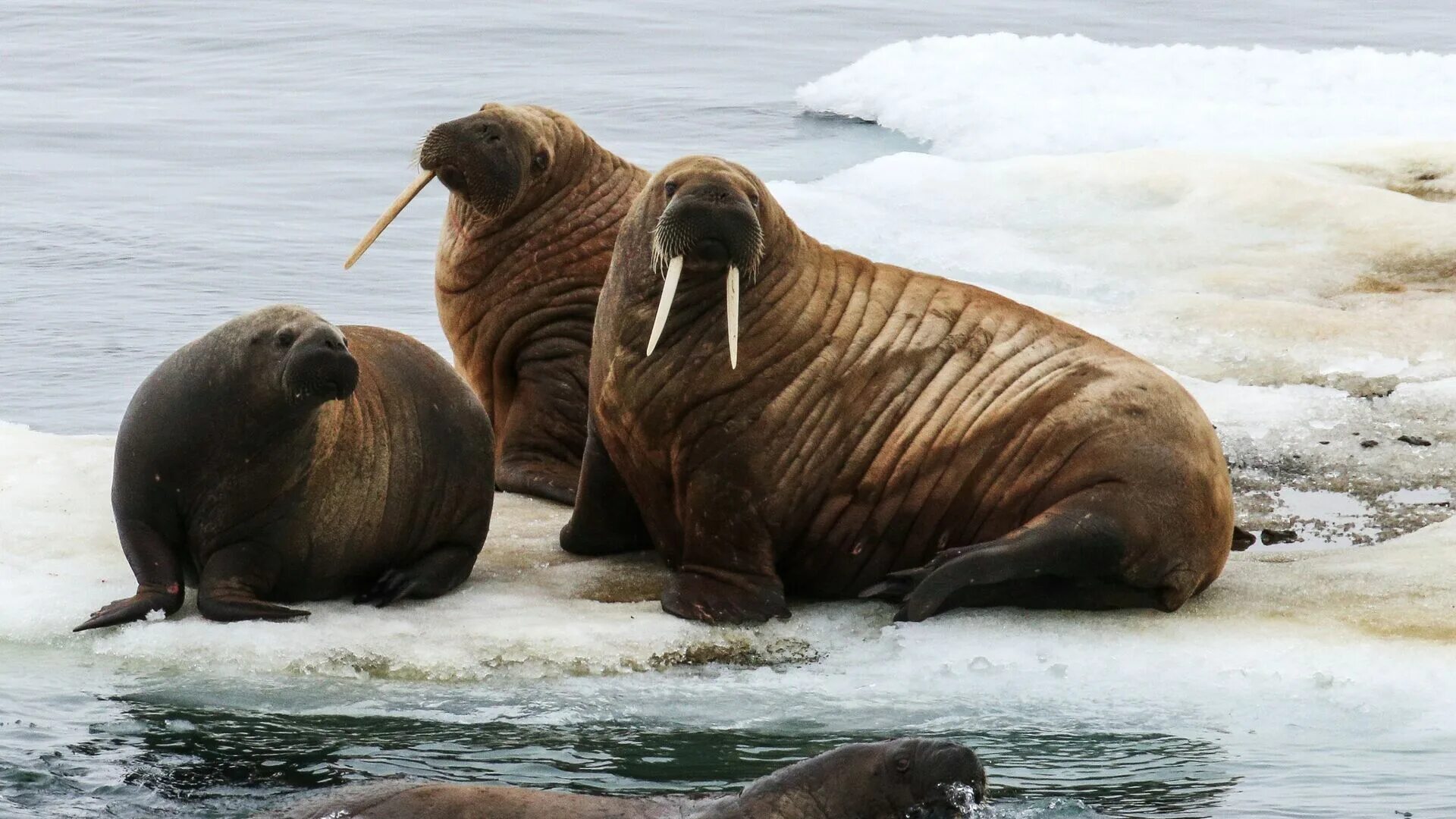 Земля Франца Иосифа моржи. Моржи, тюлени, нерпы Арктика. Морж Северного Ледовитого океана. Морж Северо Ледовитого океана.
