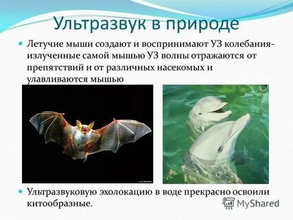 Принципы эхолокации каких млекопитающих
