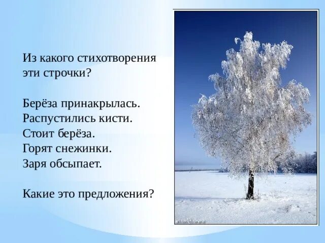 И стоит береза под моим окном. И стоит береза под моим окном