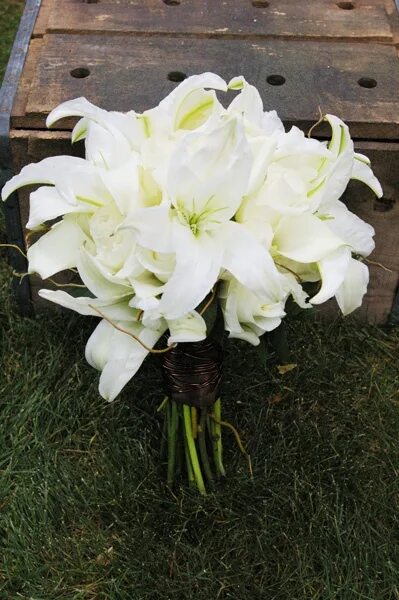 Лилия восточная Lilium Oriental "Petronella" : С2/3 Сибирские газоны - Сибирские