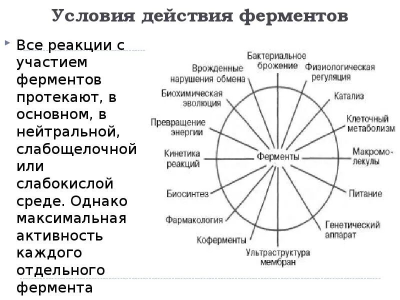 Какую функцию ферменты. Области применения ферментов. роль ферментов в организме человека. ферменты и их роль. ферменты их роль в регуляции процессов жизнедеятельности.