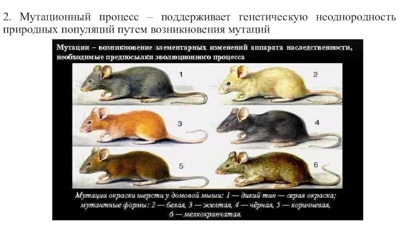 Мутационный процесс результат. Мутационный процесс в эволюции. Мутационный процесс в популяции. Мутационный процесс примеры. Генетические процессы популяции мутационный процесс.