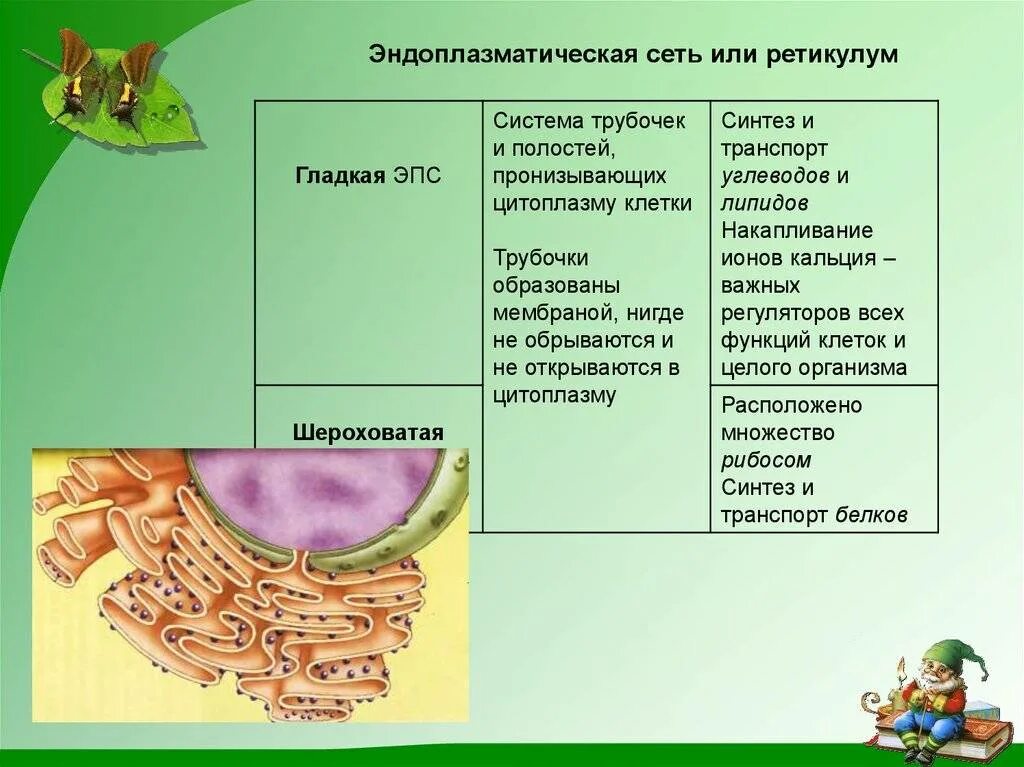 Функции эпс таблица. Гладкая эпс строение и функции. шероховатая эндоплазматическая сеть строение и функции. гладкая эндоплазматическая сеть строение и функции. строение гладкой эндоплазматической сети и ее функции.