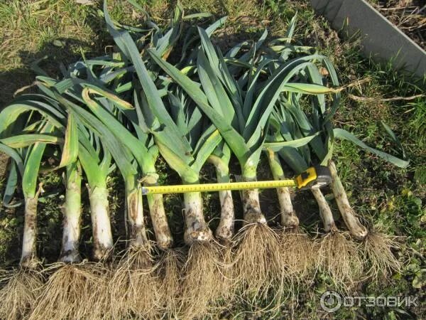 Лук порей осенний гигант. Семена лук порей сибирский великан f1. Лук порей сибирский гигант. Цибуля порей. Лук порей мерлин.