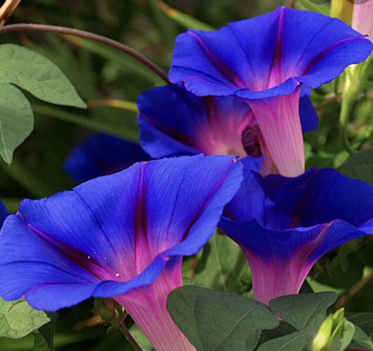 Ипомея розовая. Ипомея Лунноцветущая. Ипомея morning Glory.