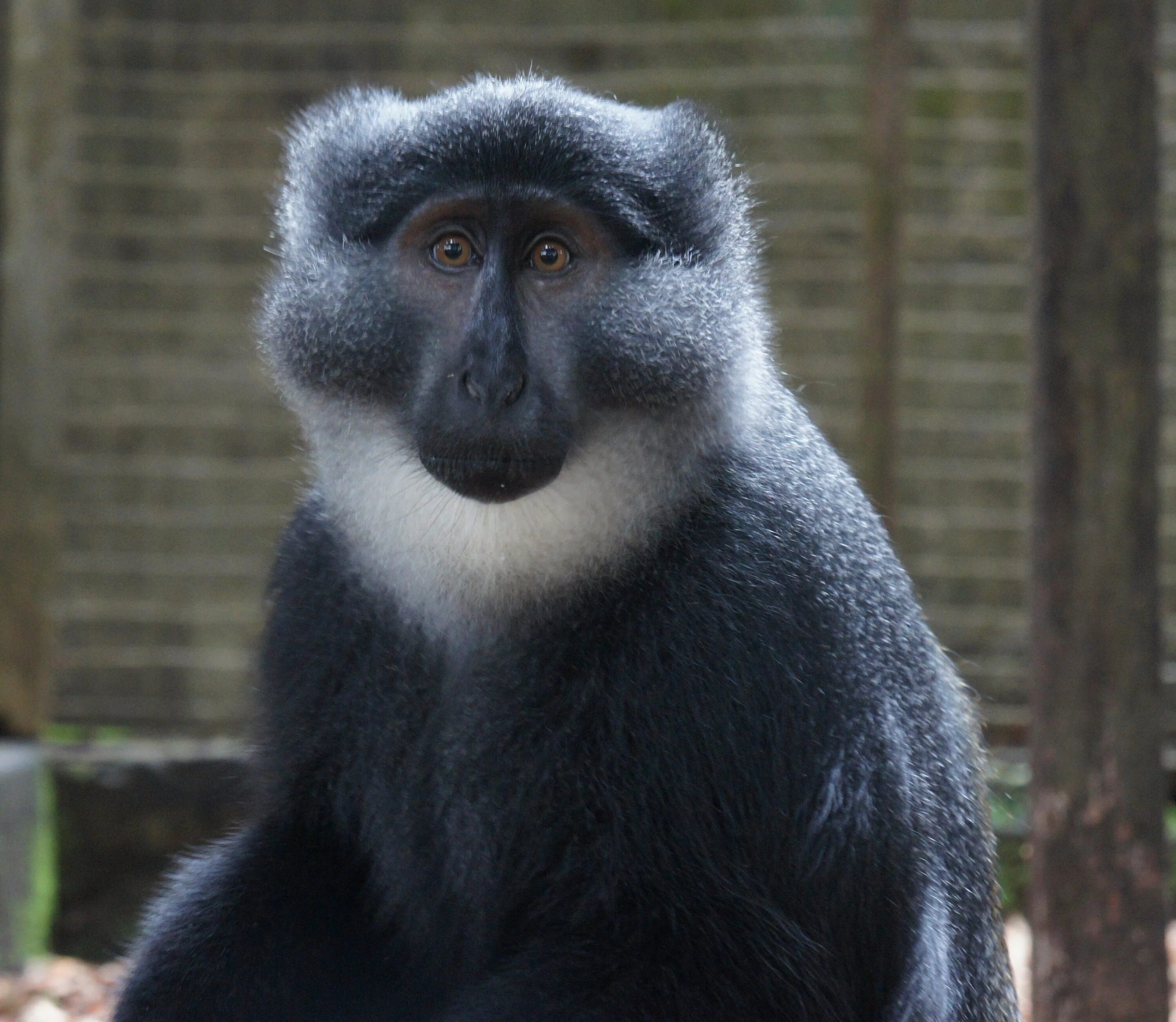 Мартышка Бразза. Cercopithecus kandti. Сухоносые приматы. Необычные породы обезьян.