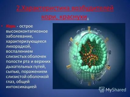 Возбудитель кори
