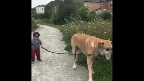 Толя гуляет с собакой